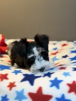 Zara, a female Miniature Schnauzer for sale in Red Boiling Springs, TN – 4 of 9