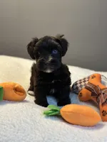 Dahlia, a female Miniature Schnauzer for sale in Red Boiling Springs, TN – 7 of 10