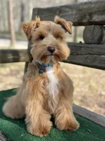Blue, a male Miniature Schnauzer for sale in Red Boiling Springs, TN – Photo 2 of 7