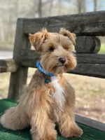 Blue, a male Miniature Schnauzer for sale in Red Boiling Springs, TN – Photo 7 of 7