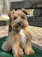 Blue, a male Miniature Schnauzer for sale in Red Boiling Springs, TN – Photo 4 of 7