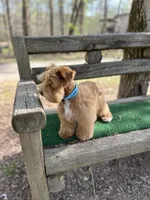 Blue, a male Miniature Schnauzer for sale in Red Boiling Springs, TN – Photo 3 of 7