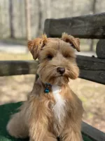 Blue, a male Miniature Schnauzer for sale in Red Boiling Springs, TN – Photo 5 of 7