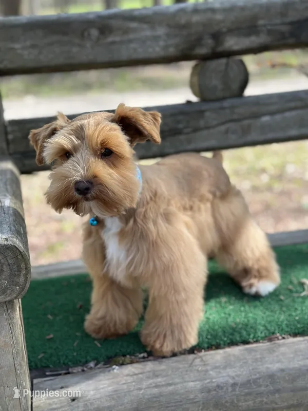 Blue – Miniature Schnauzer puppy for sale in Red Boiling Springs, TN