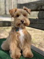 Blue, a male Miniature Schnauzer for sale in Red Boiling Springs, TN – Photo 6 of 7