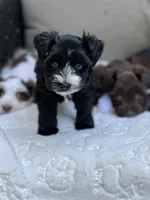 Ebony, a female Miniature Schnauzer for sale in Red Boiling Springs, TN – 5 of 10