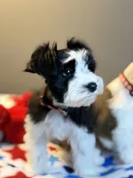 Zara, a female Miniature Schnauzer for sale in Red Boiling Springs, TN – 7 of 9