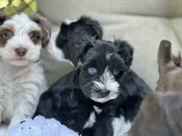Ebony, a female Miniature Schnauzer for sale in Red Boiling Springs, TN – 9 of 10
