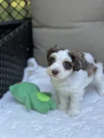 Celeste, a female Miniature Schnauzer for sale in Red Boiling Springs, TN – 10 of 10