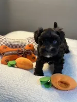 Dahlia, a female Miniature Schnauzer for sale in Red Boiling Springs, TN – 4 of 10