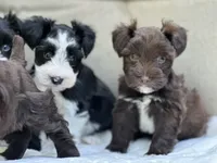 Seraphina, a female Miniature Schnauzer for sale in Red Boiling Springs, TN – 2 of 10
