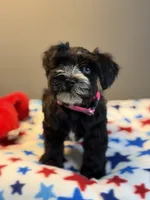 Zara, a female Miniature Schnauzer for sale in Red Boiling Springs, TN – 2 of 9