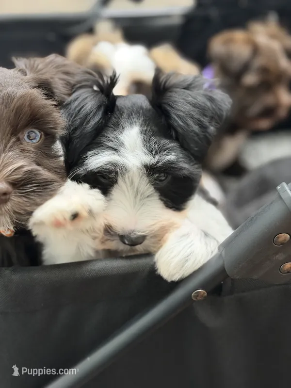 Zara – Miniature Schnauzer puppy for sale in Red Boiling Springs, TN