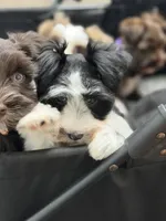 Zara, a female Miniature Schnauzer for sale in Red Boiling Springs, TN – 1 of 9