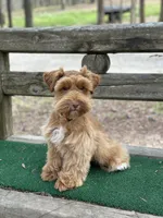Orange, a male Miniature Schnauzer for sale in Red Boiling Springs, TN – Photo 1 of 7