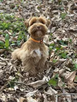 Orange, a male Miniature Schnauzer for sale in Red Boiling Springs, TN – Photo 7 of 7