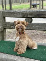 Orange, a male Miniature Schnauzer for sale in Red Boiling Springs, TN – Photo 4 of 7