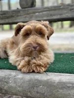 Orange, a male Miniature Schnauzer for sale in Red Boiling Springs, TN – Photo 2 of 7