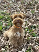 Orange, a male Miniature Schnauzer for sale in Red Boiling Springs, TN – Photo 5 of 7