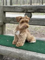 Orange, a male Miniature Schnauzer for sale in Red Boiling Springs, TN – Photo 3 of 7