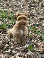 Orange, a male Miniature Schnauzer for sale in Red Boiling Springs, TN – Photo 6 of 7