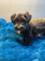 Seraphina, a female Miniature Schnauzer for sale in Red Boiling Springs, TN – 3 of 10