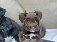 Seraphina, a female Miniature Schnauzer for sale in Red Boiling Springs, TN – 5 of 10