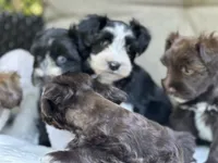 Zara, a female Miniature Schnauzer for sale in Red Boiling Springs, TN – 8 of 10