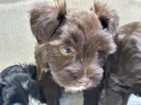 Seraphina, a female Miniature Schnauzer for sale in Red Boiling Springs, TN – 6 of 10
