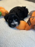 Ebony, a female Miniature Schnauzer for sale in Red Boiling Springs, TN – 3 of 10