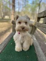 Pink, a female Miniature Schnauzer for sale in Red Boiling Springs, TN – Photo 3 of 6