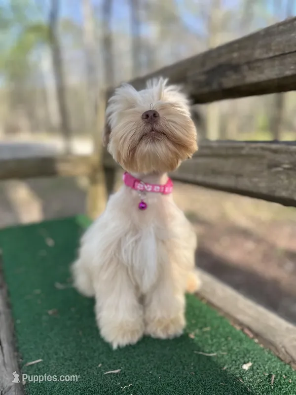 Pink – Miniature Schnauzer puppy for sale in Red Boiling Springs, TN
