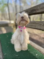 Pink, a female Miniature Schnauzer for sale in Red Boiling Springs, TN – Photo 1 of 6