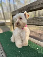 Pink, a female Miniature Schnauzer for sale in Red Boiling Springs, TN – Photo 5 of 6