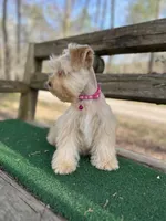 Pink, a female Miniature Schnauzer for sale in Red Boiling Springs, TN – Photo 2 of 6