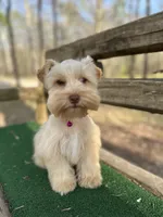 Pink, a female Miniature Schnauzer for sale in Red Boiling Springs, TN – Photo 4 of 6
