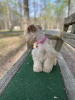 Pink, a female Miniature Schnauzer for sale in Red Boiling Springs, TN – Photo 6 of 6