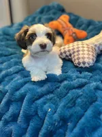 Celeste, a female Miniature Schnauzer for sale in Red Boiling Springs, TN – 6 of 10