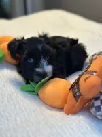 Ebony, a female Miniature Schnauzer for sale in Red Boiling Springs, TN – 1 of 10