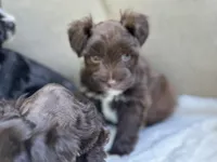 Seraphina, a female Miniature Schnauzer for sale in Red Boiling Springs, TN – 4 of 10
