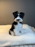Zara, a female Miniature Schnauzer for sale in Red Boiling Springs, TN – 9 of 10