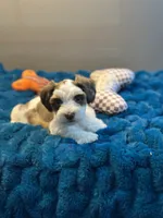 Celeste, a female Miniature Schnauzer for sale in Red Boiling Springs, TN – 8 of 10