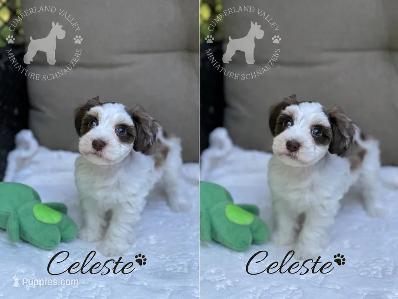 Celeste – Miniature Schnauzer puppy for sale in Red Boiling Springs, TN