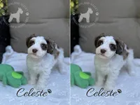 Celeste, a female Miniature Schnauzer for sale in Red Boiling Springs, TN – 1 of 10