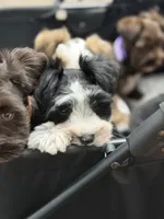 Zara, a female Miniature Schnauzer for sale in Red Boiling Springs, TN – 5 of 9