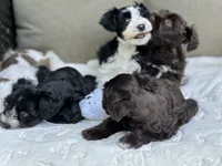 Zara, a female Miniature Schnauzer for sale in Red Boiling Springs, TN – 4 of 10