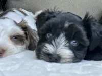 Ebony, a female Miniature Schnauzer for sale in Red Boiling Springs, TN – 4 of 10