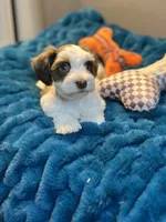 Celeste, a female Miniature Schnauzer for sale in Red Boiling Springs, TN – 4 of 10