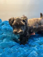 Seraphina, a female Miniature Schnauzer for sale in Red Boiling Springs, TN – 8 of 10