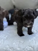 Dahlia, a female Miniature Schnauzer for sale in Red Boiling Springs, TN – 8 of 10